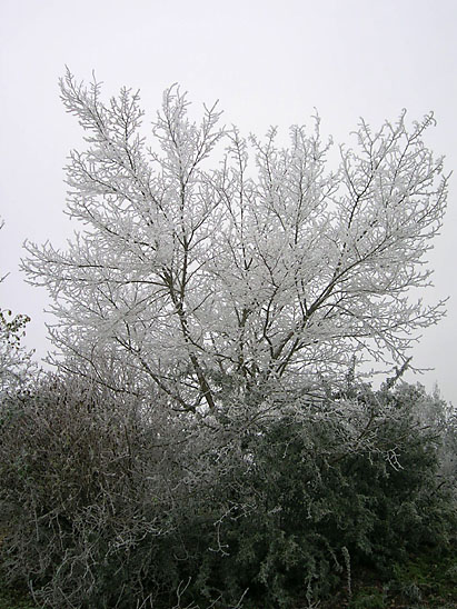 Hiver_03_au -mont-St-Cyr_© Fabienne Mangin.jpg